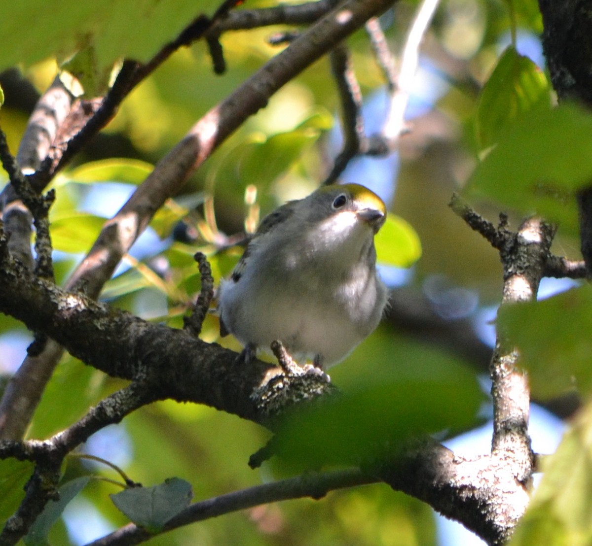 Chestnut-sided Warbler - ML622962033