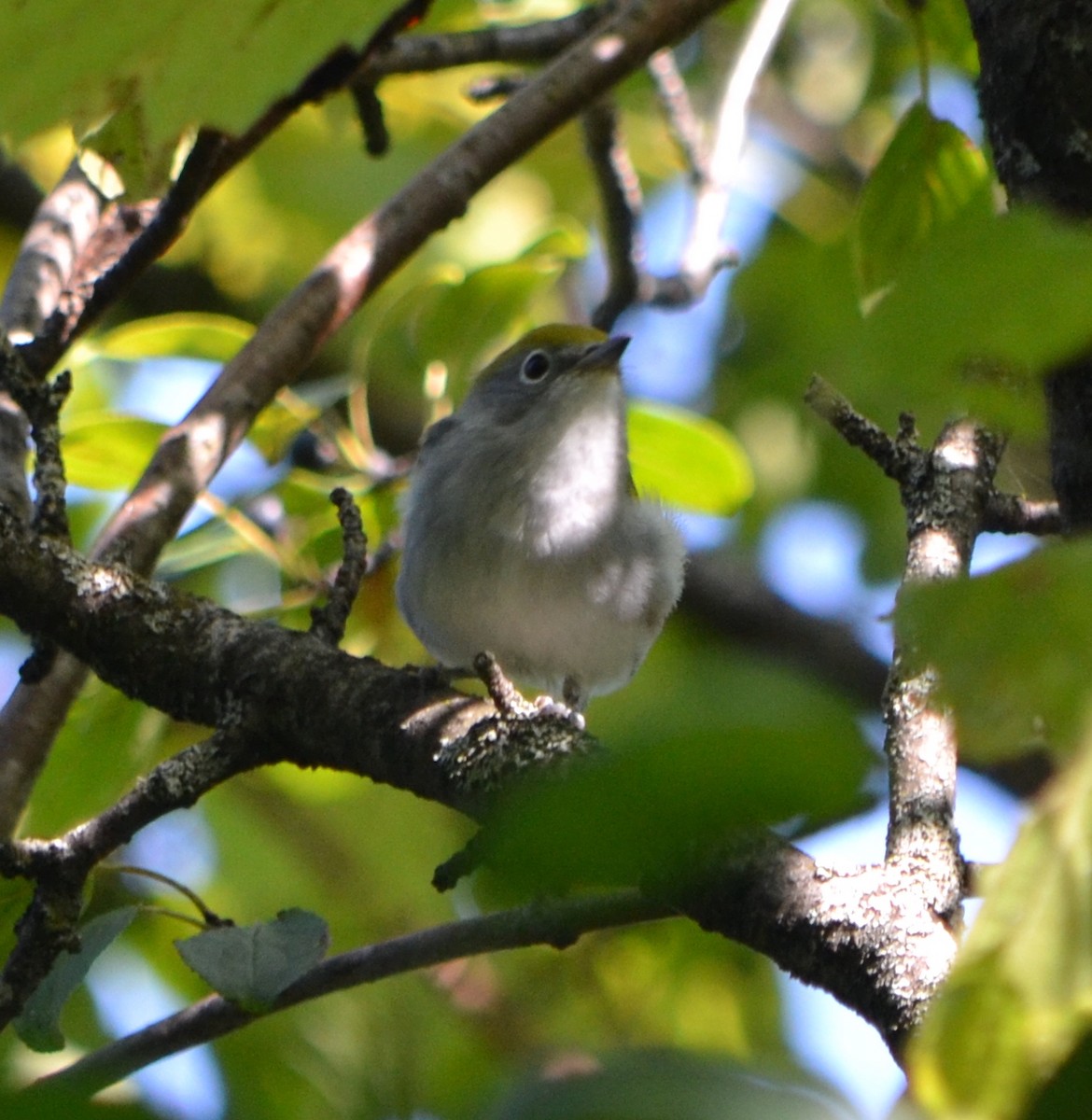 Chestnut-sided Warbler - ML622962034