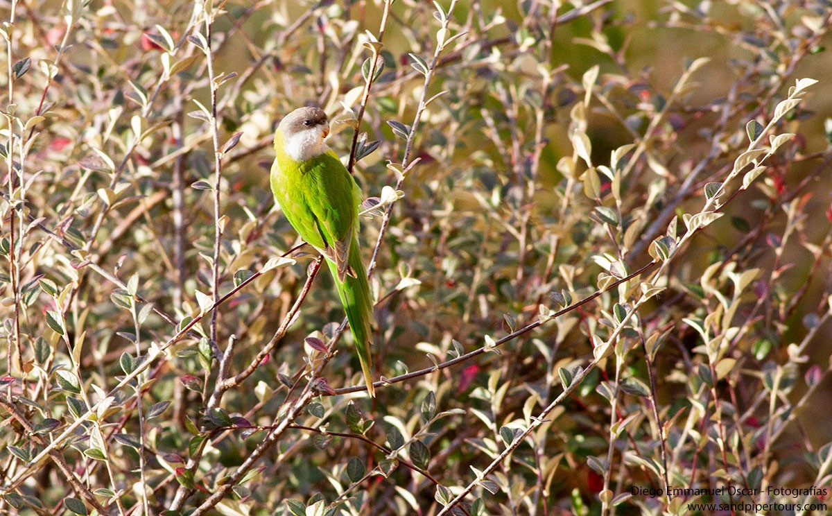 Gray-hooded Parakeet - ML622962042