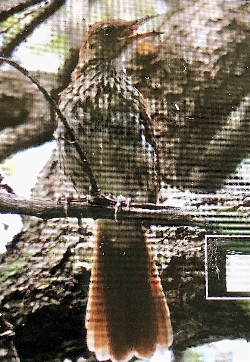 Brown Thrasher - Ioa Byrne