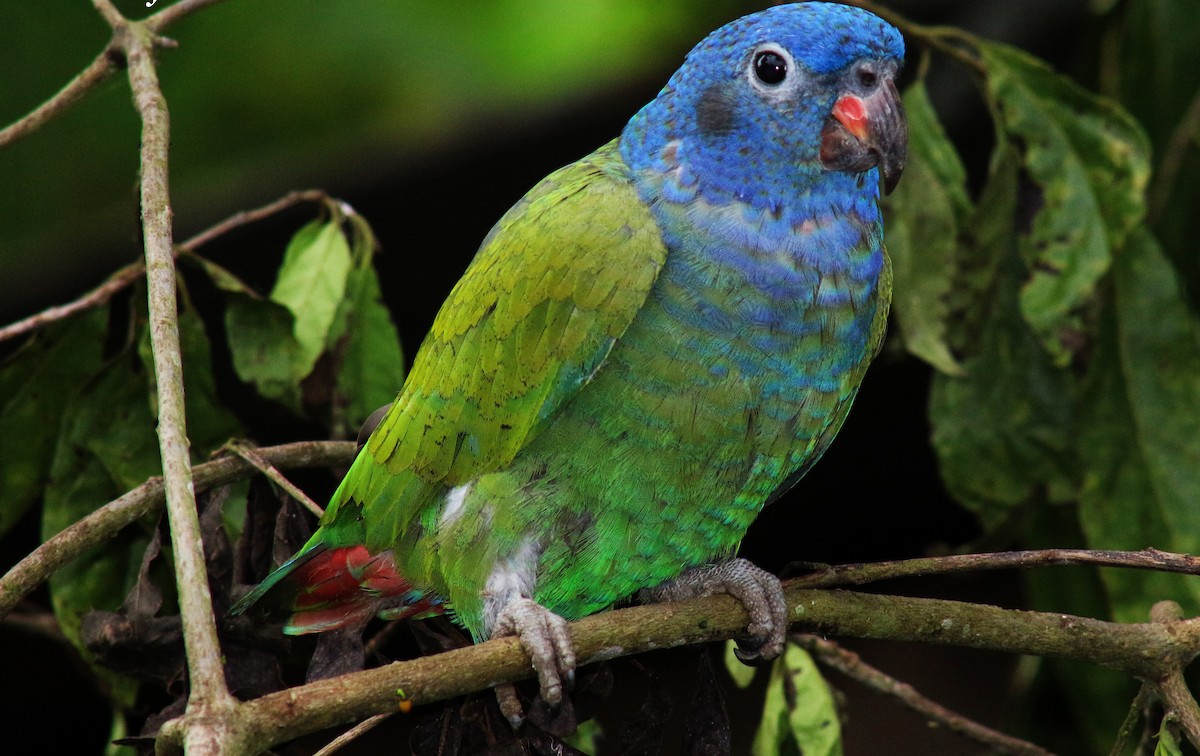 Blue-headed Parrot - ML622962195