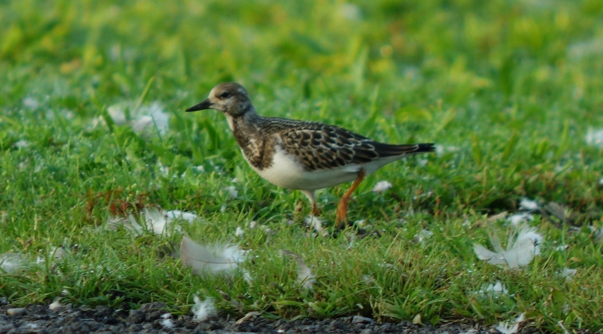 Ruddy Turnstone - Gregg Dashnau