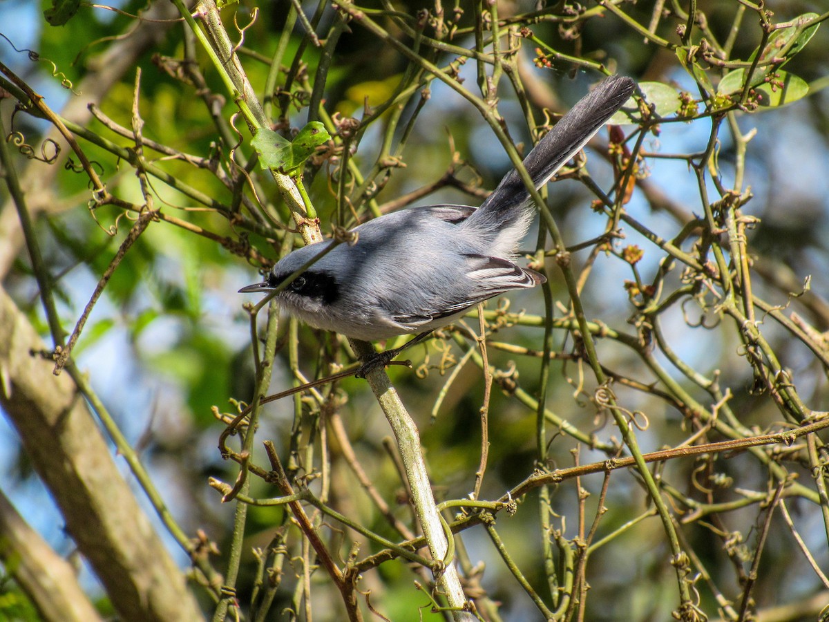 Masked Gnatcatcher - ML622962217