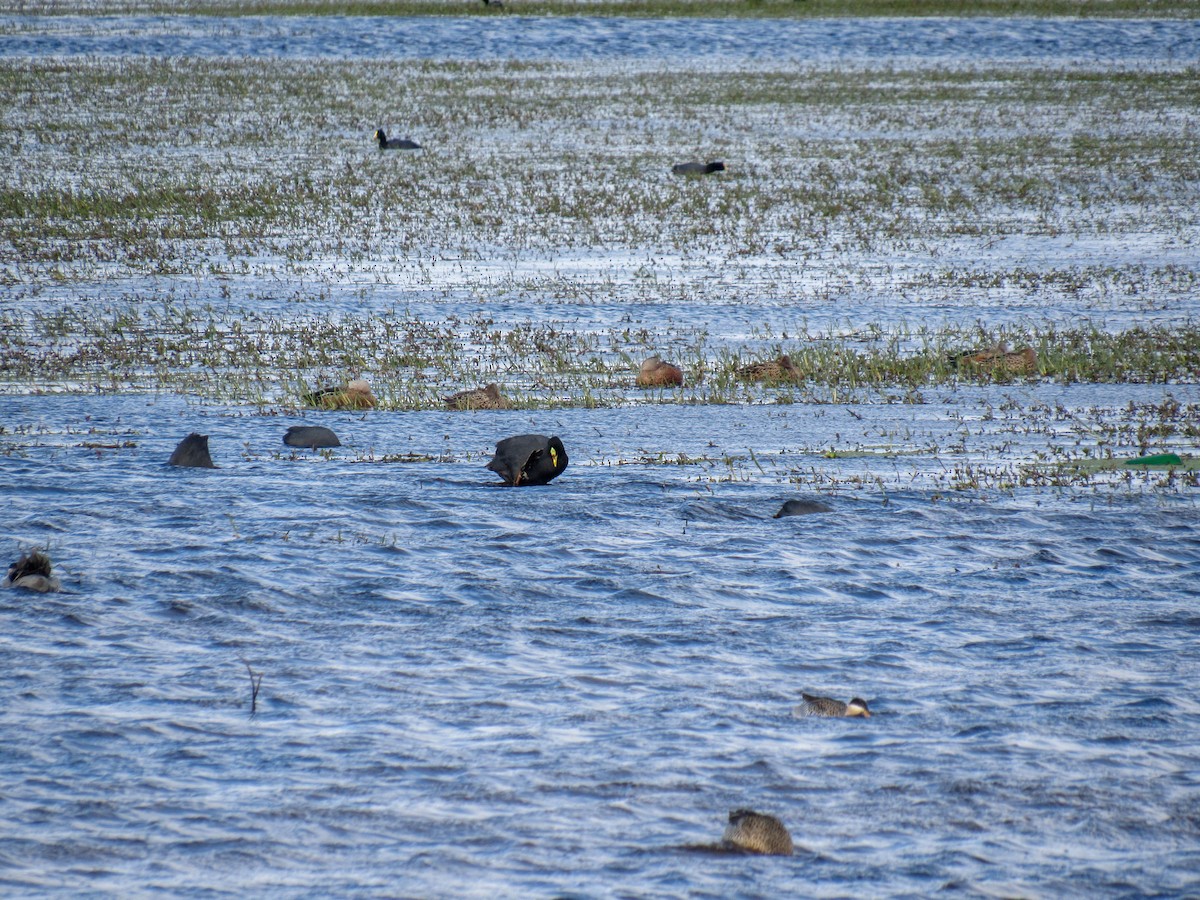 Red-gartered Coot - ML622962306