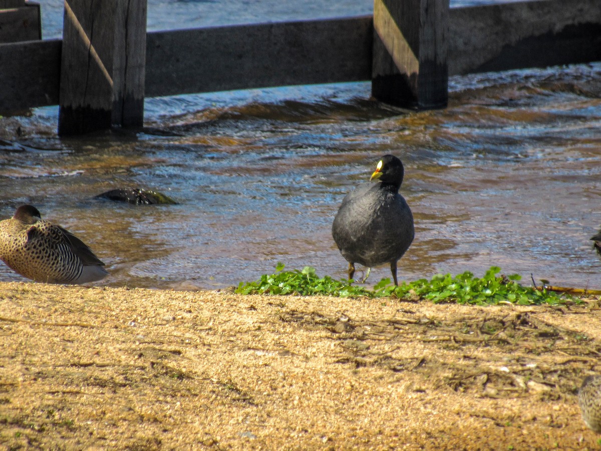 Red-gartered Coot - ML622962307