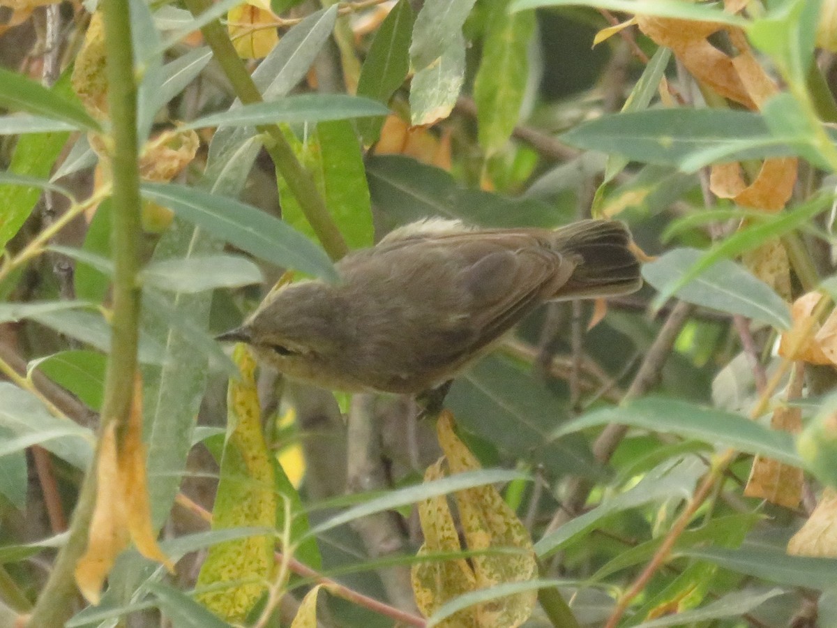 Plain Leaf Warbler - ML622962355