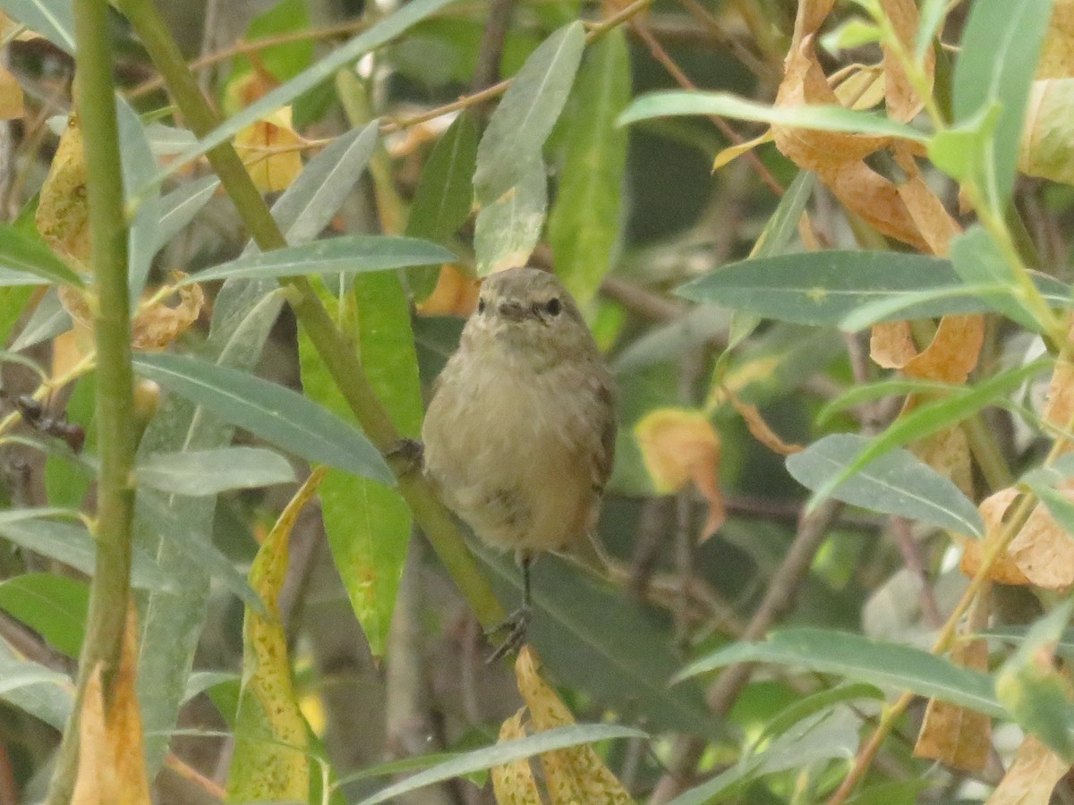 Plain Leaf Warbler - ML622962356