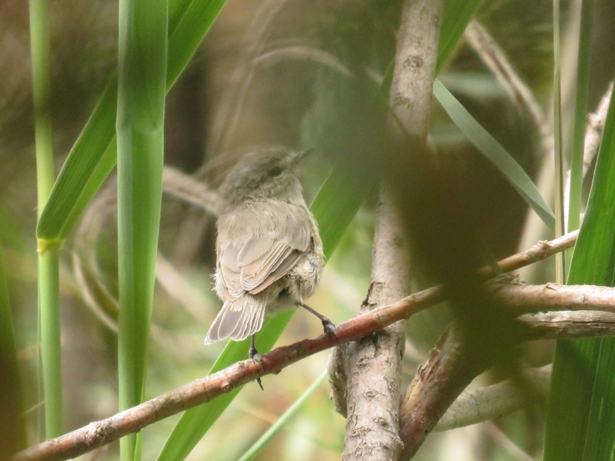 Plain Leaf Warbler - ML622962373