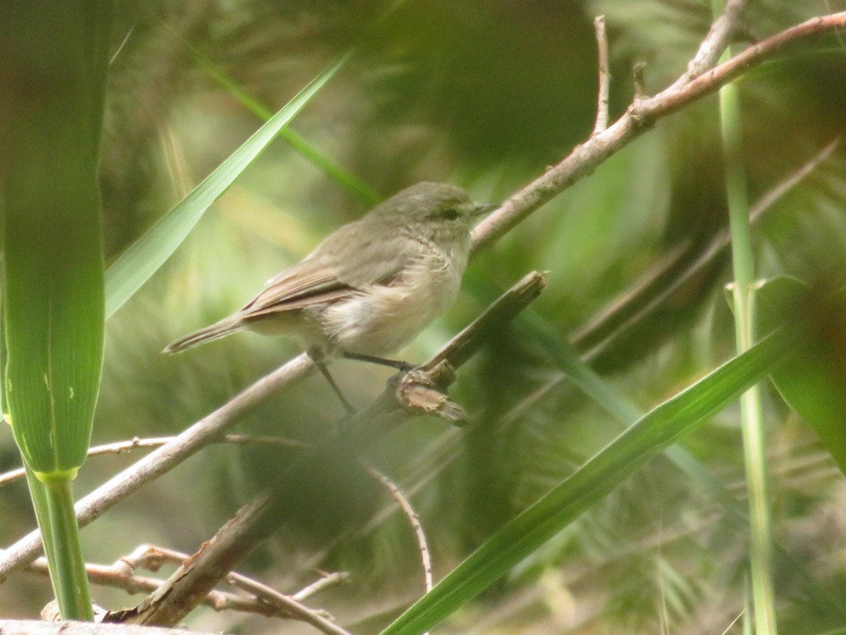 Plain Leaf Warbler - ML622962374