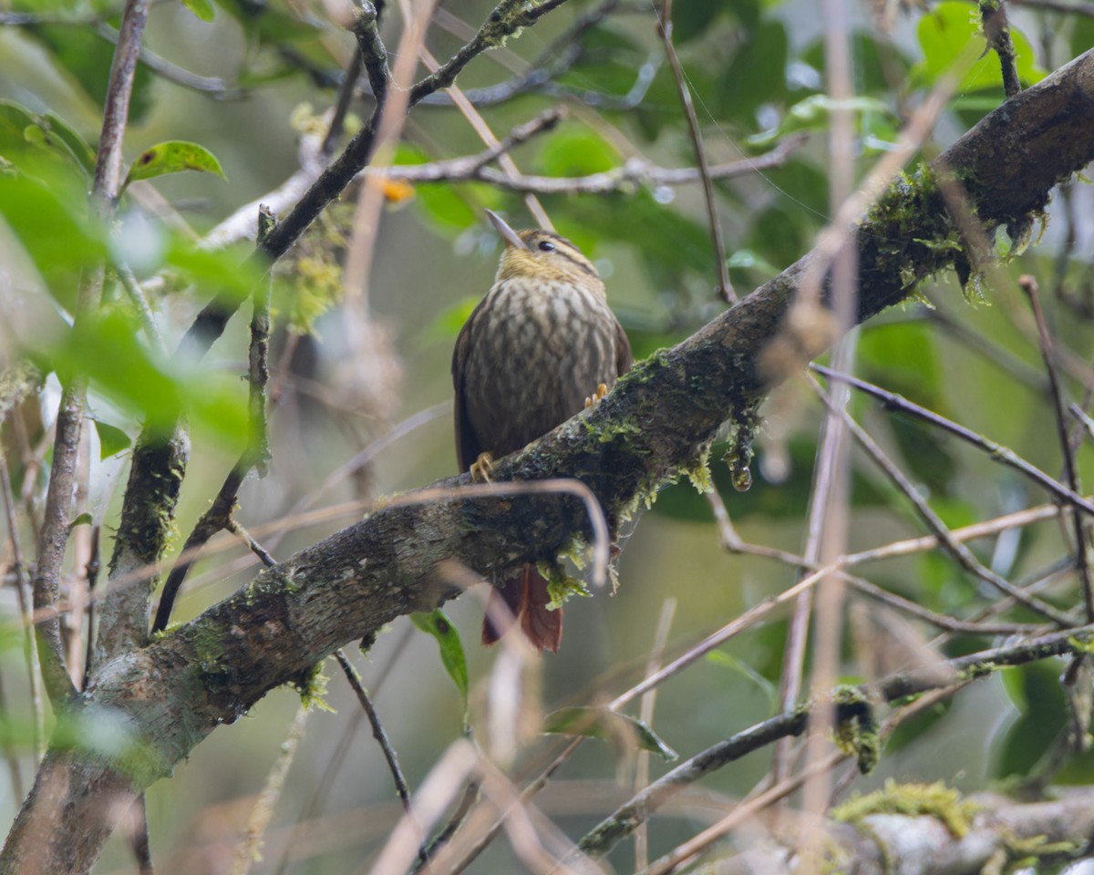 Sharp-billed Treehunter - ML622962591