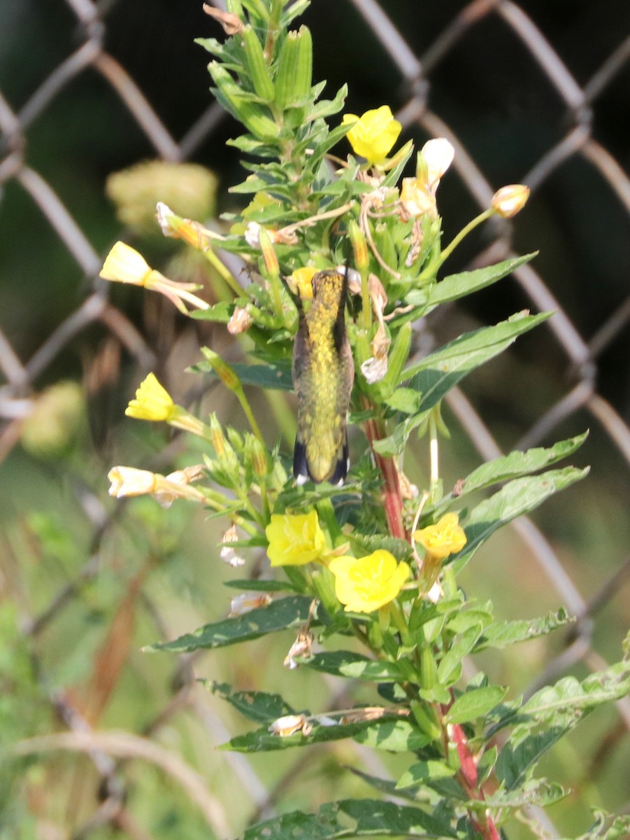 Ruby-throated Hummingbird - ML622962605