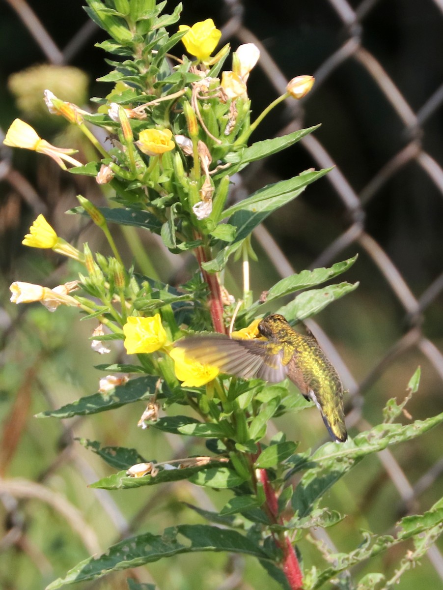 Ruby-throated Hummingbird - ML622962606