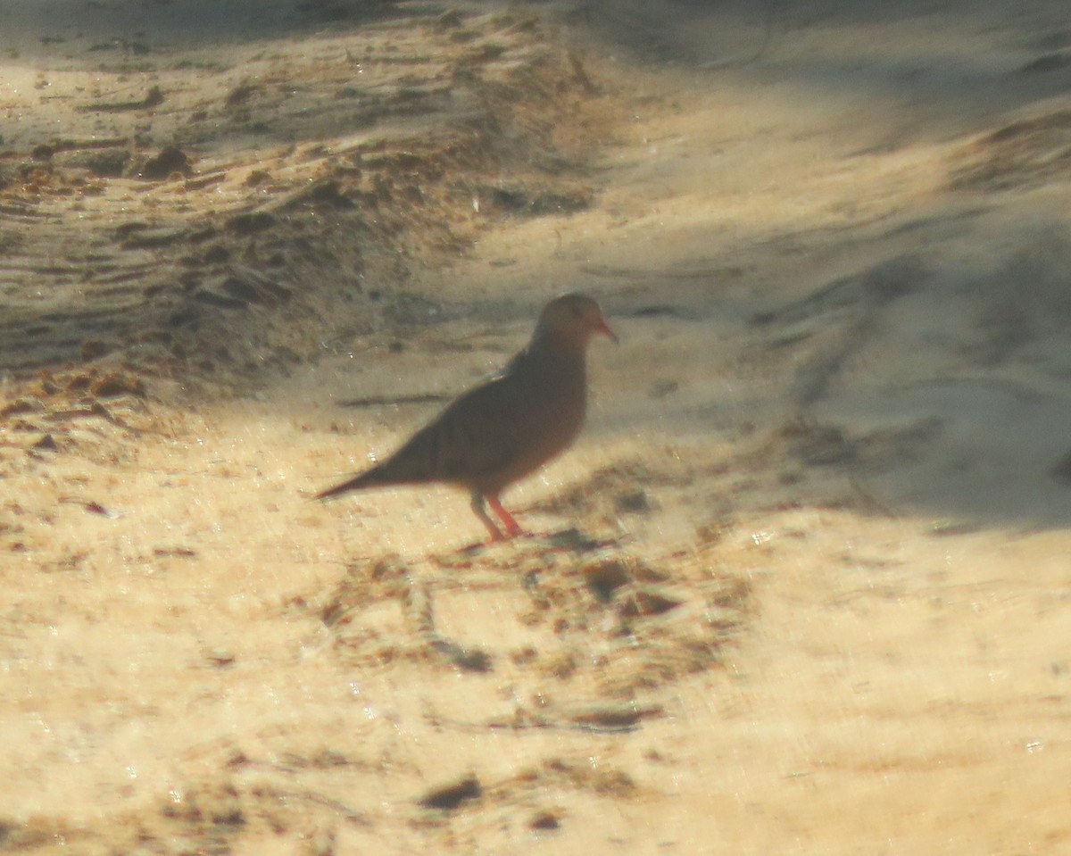 Common Ground Dove - ML622962631