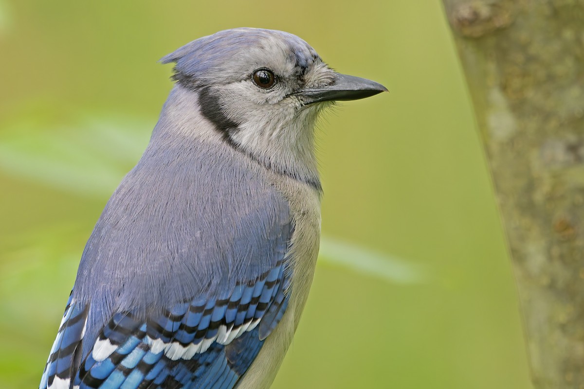 Blue Jay - ML622962640