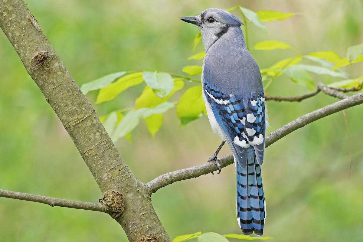 Blue Jay - ML622962642