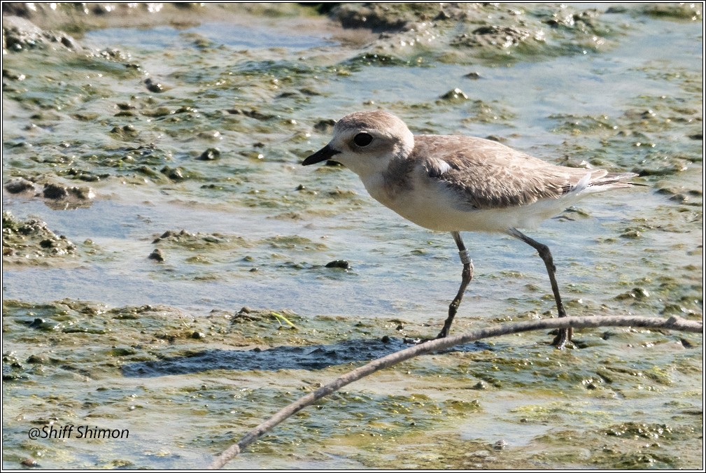 Tibetan Sand-Plover - ML622962667