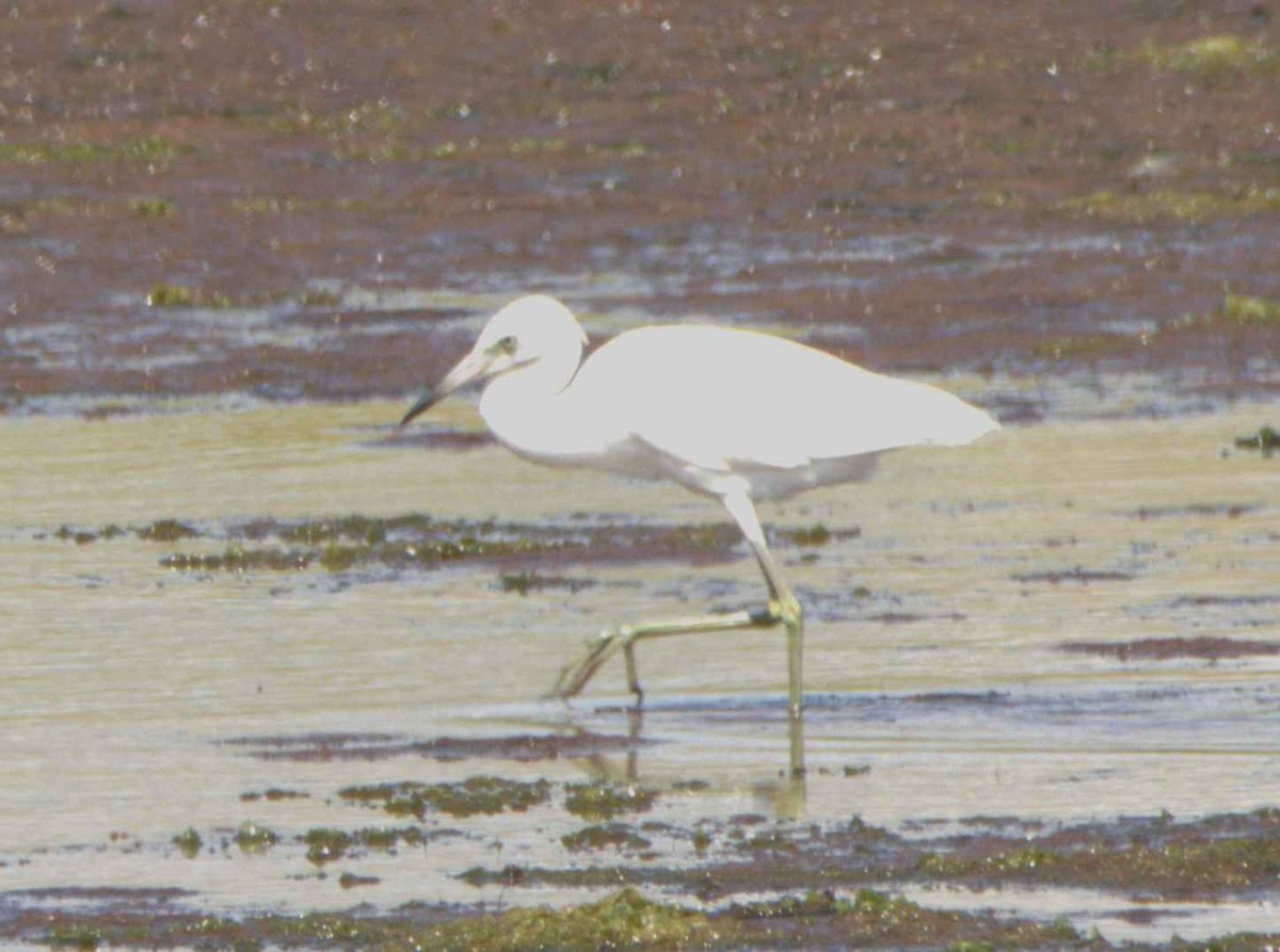 Little Blue Heron - ML622962714