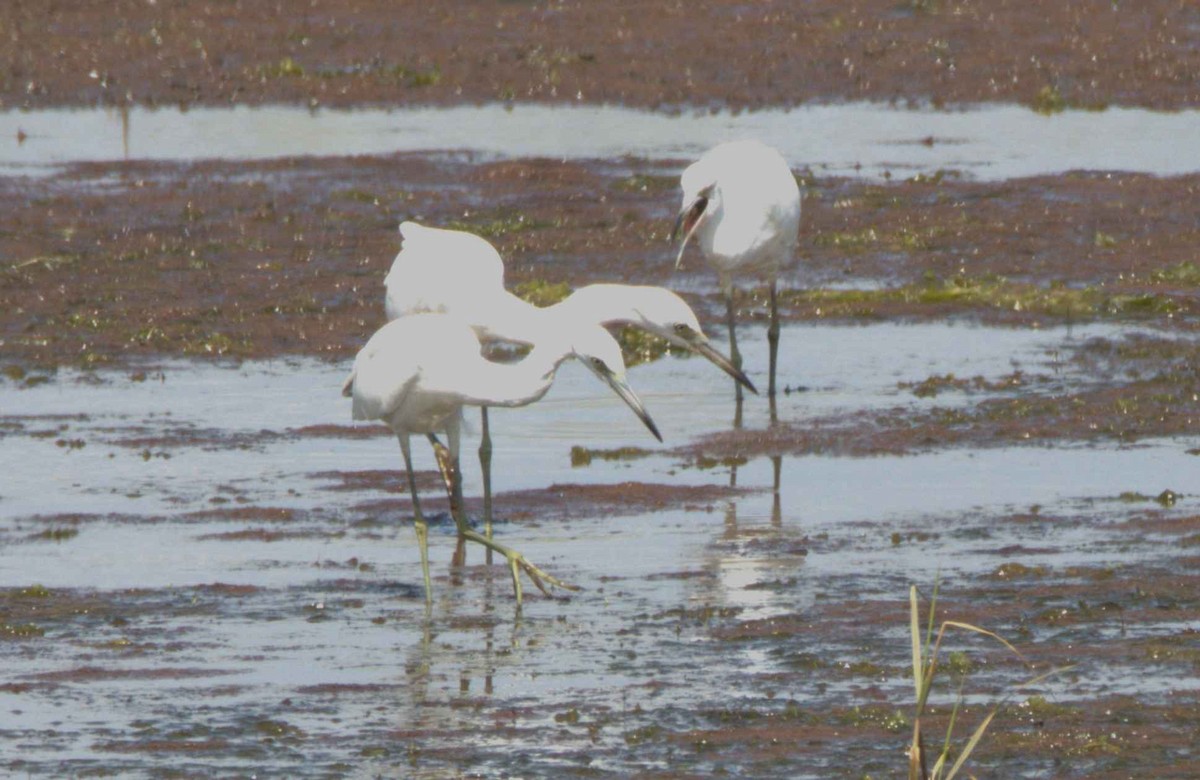 Little Blue Heron - ML622962723