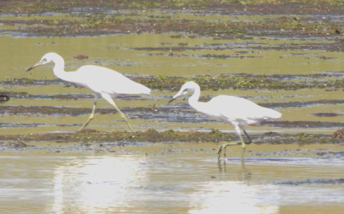 Little Blue Heron - ML622962724