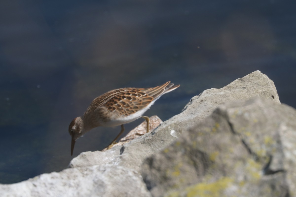 Least Sandpiper - ML622962791