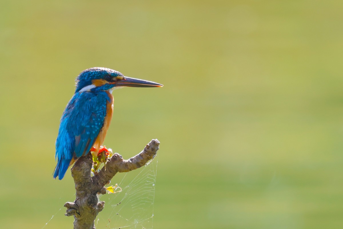 Common Kingfisher - Vikram S