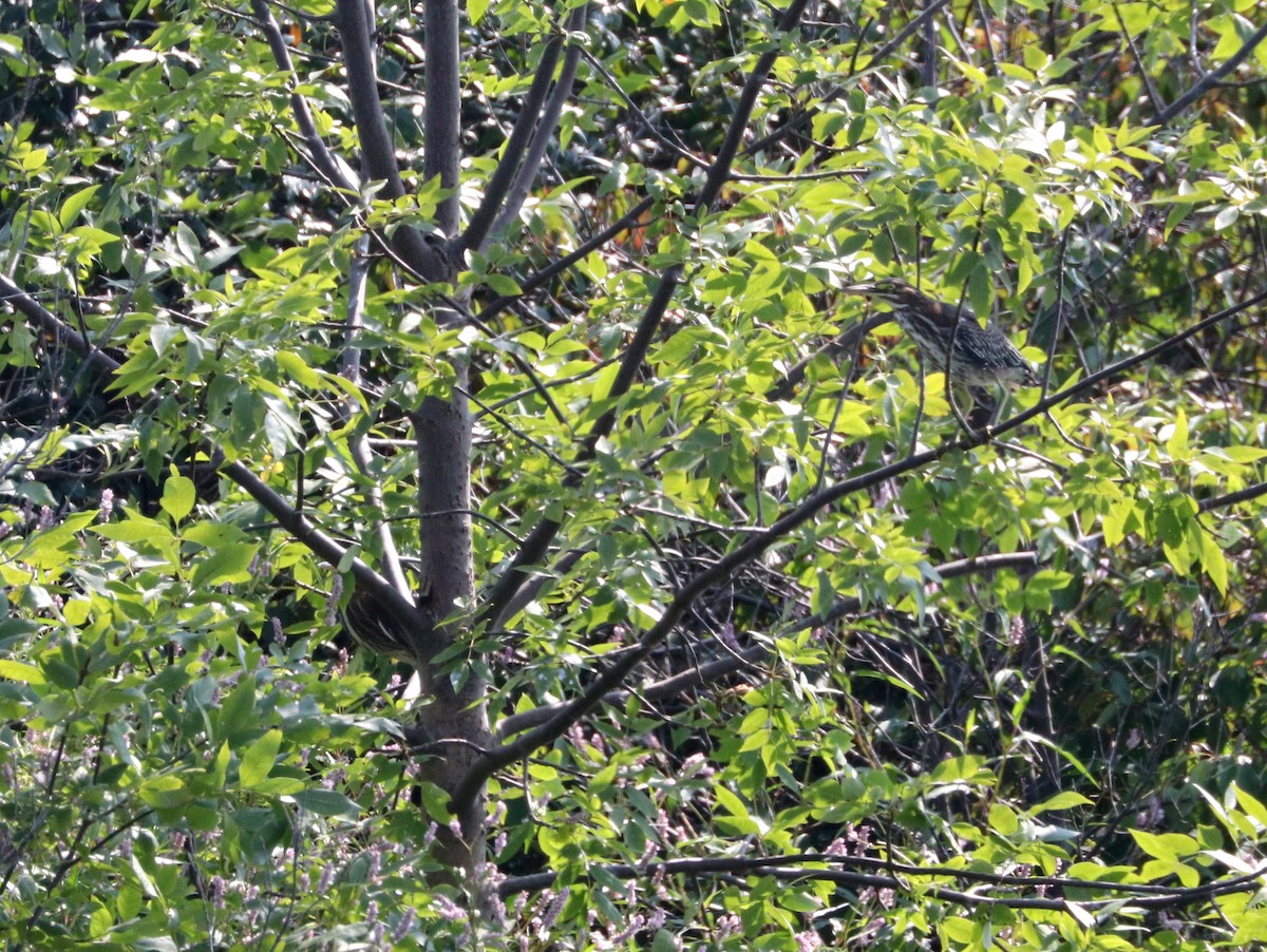 Green Heron - Mark Brown