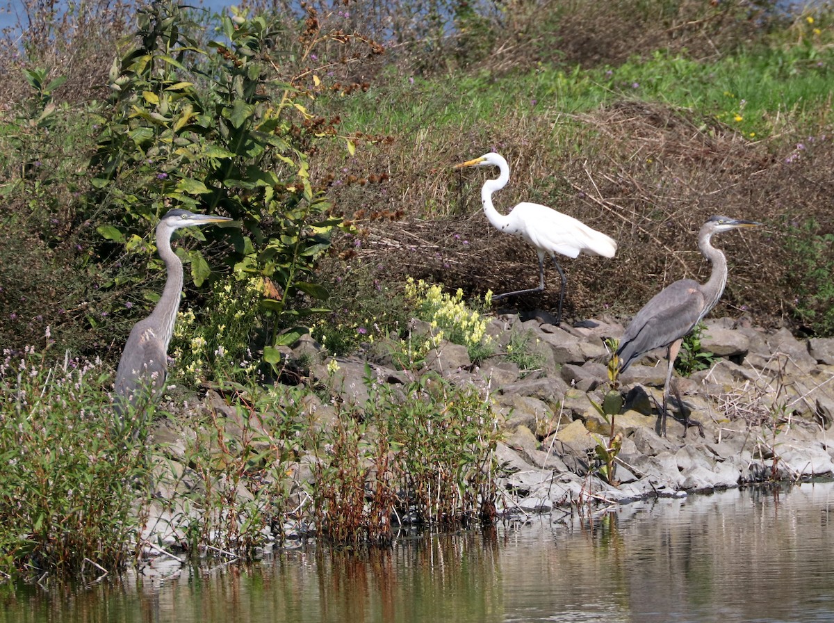 Great Blue Heron - ML622962824