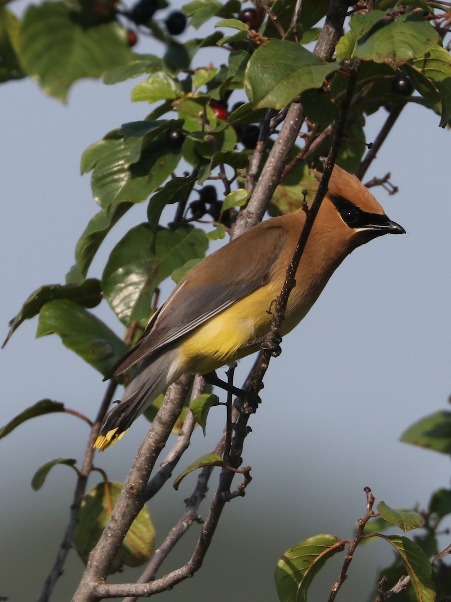 Cedar Waxwing - Mark Brown