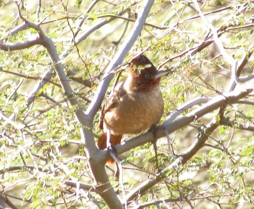 Brown Cacholote - ML622962892