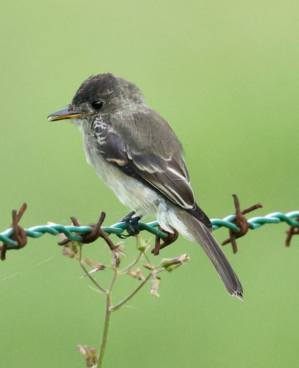 Waldschnäppertyrann - ML622962898