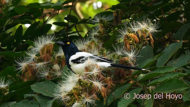 Magpie Tanager - ML622962921