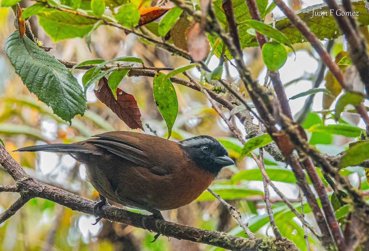 Tanager Finch - ML622962959