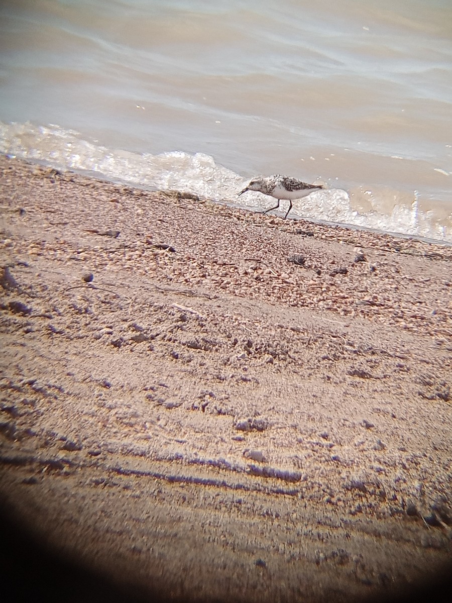 Sanderling - ML622962985