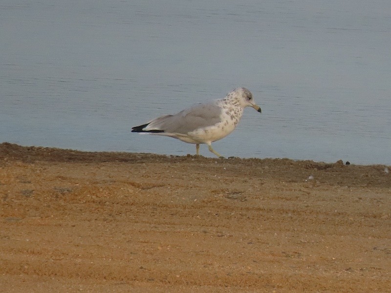 Ring-billed Gull - ML622963013