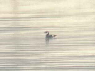 Marbled Murrelet - ML622963088