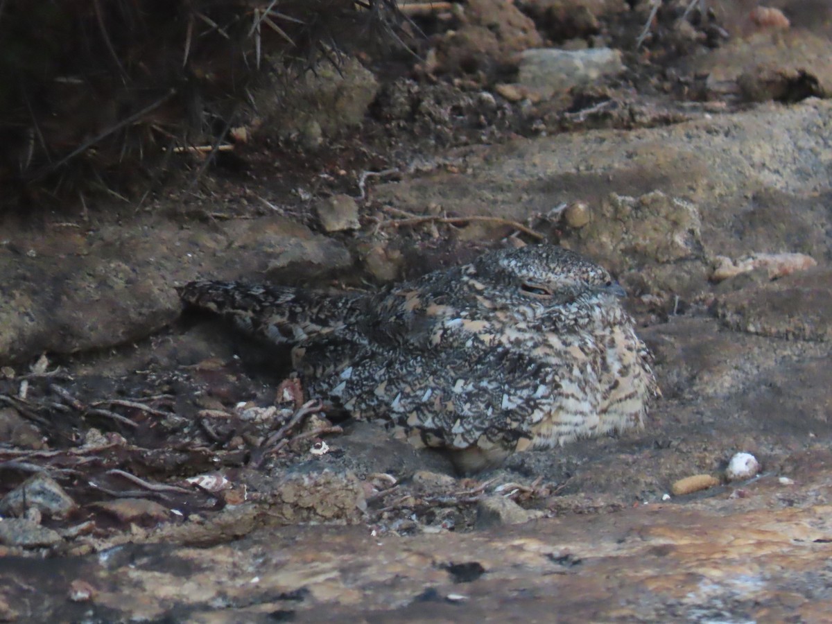 Pygmy Nightjar - ML622963140