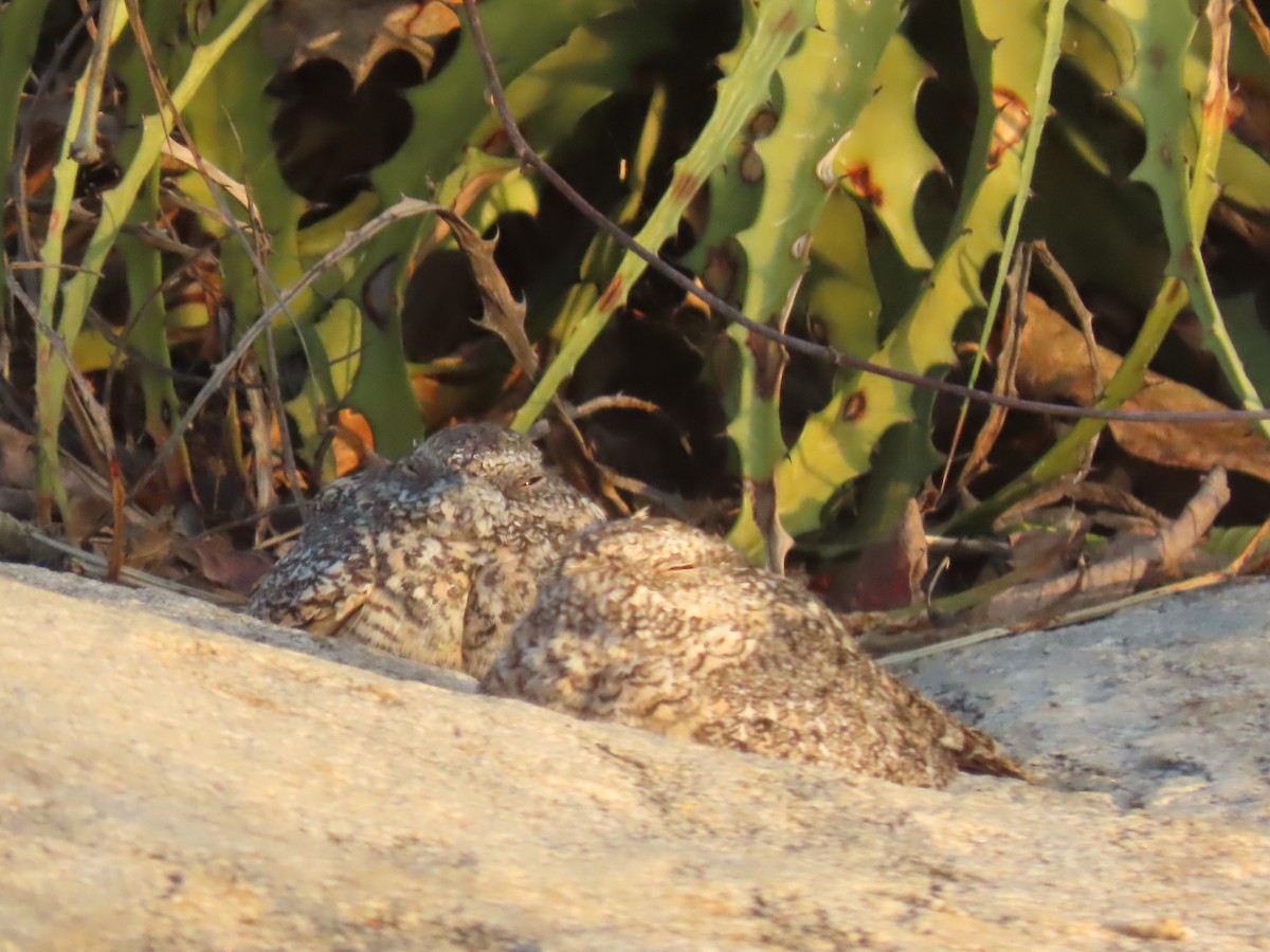 Pygmy Nightjar - ML622963143