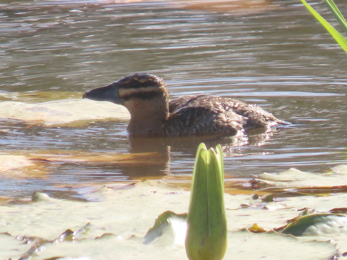 Masked Duck - ML622963184