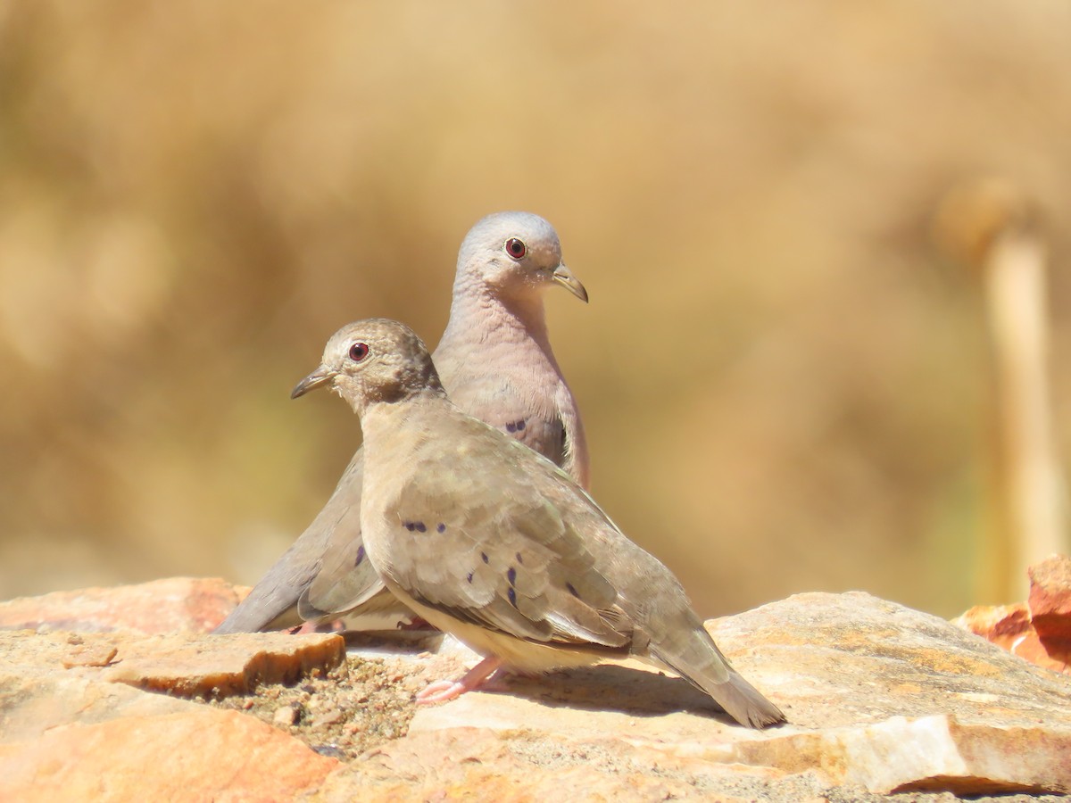 Plain-breasted Ground Dove - ML622963188