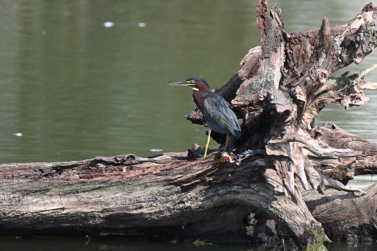 Green Heron - Fred Zimmerman