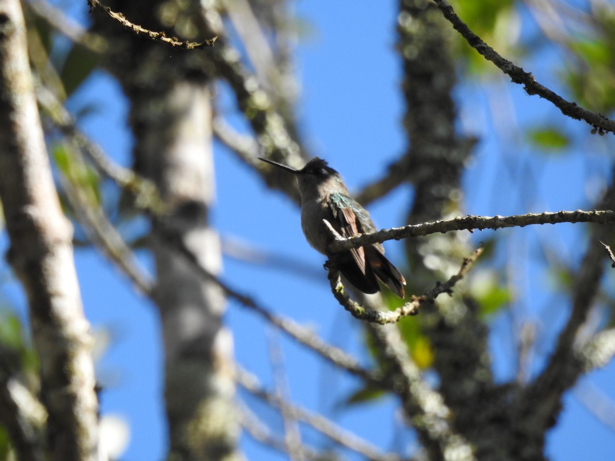 Colibri à huppe bleue - ML622963354