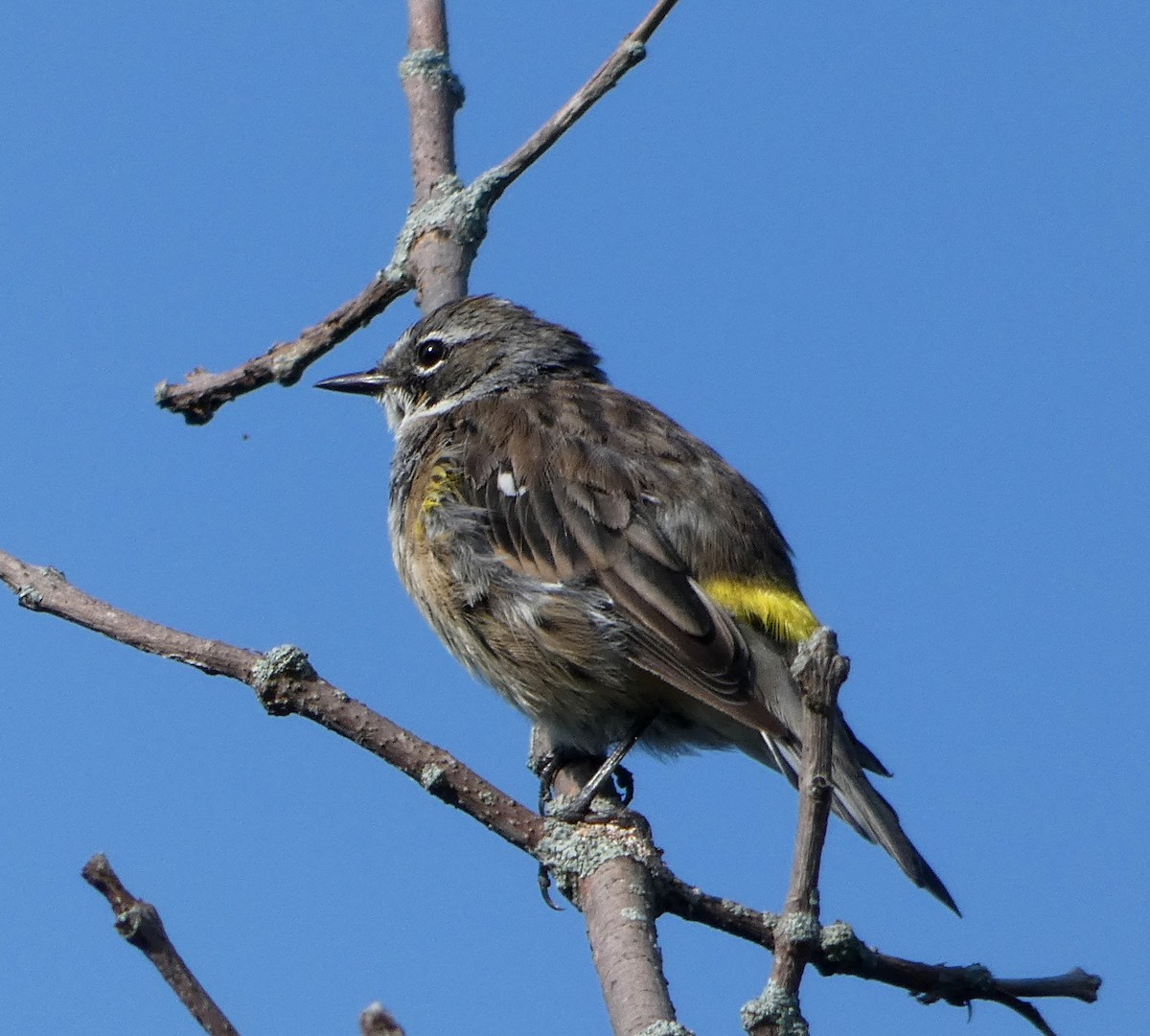 Yellow-rumped Warbler - ML622963387