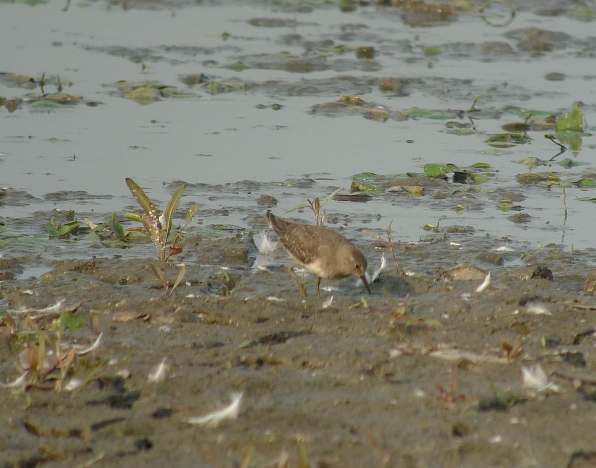 Temminck's Stint - ML622963390