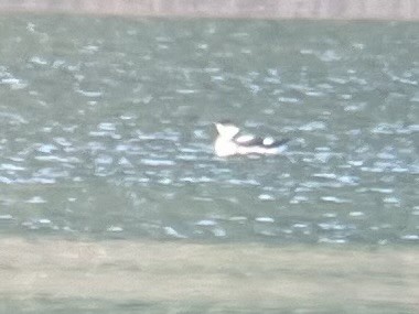 Marbled Murrelet - ML622963407