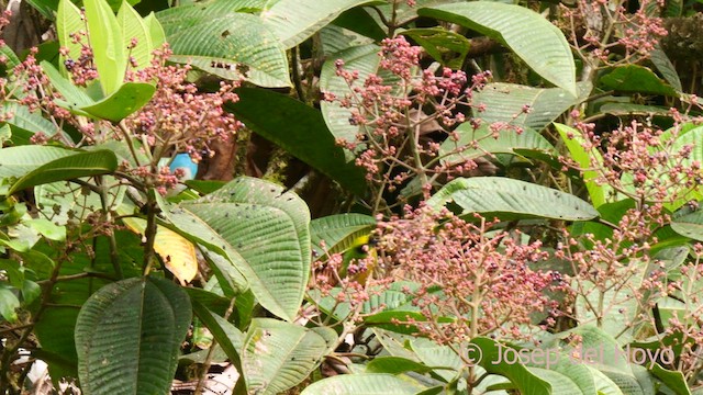 Black-faced Dacnis (Black-faced) - ML622963421