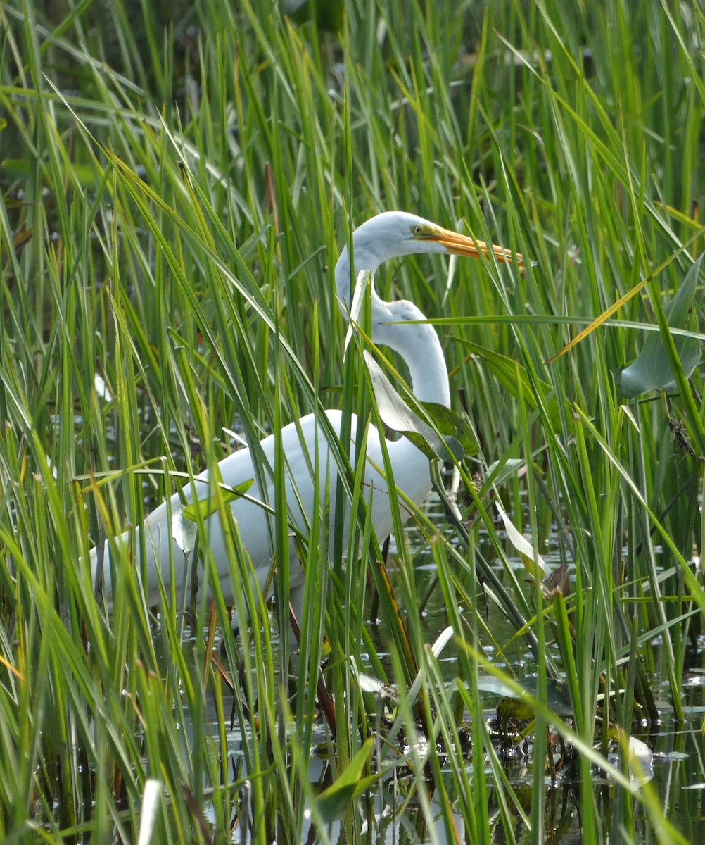 Great Egret - ML622963429