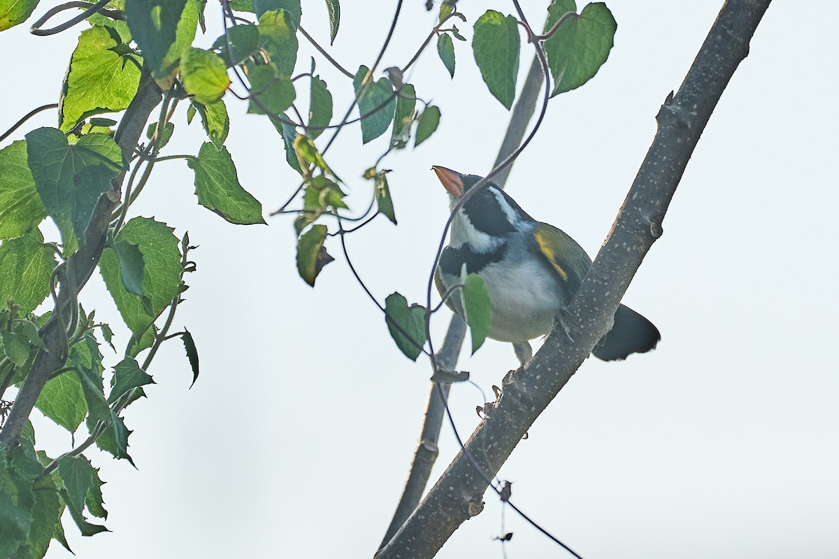 Saffron-billed Sparrow (Saffron-billed) - ML622963458