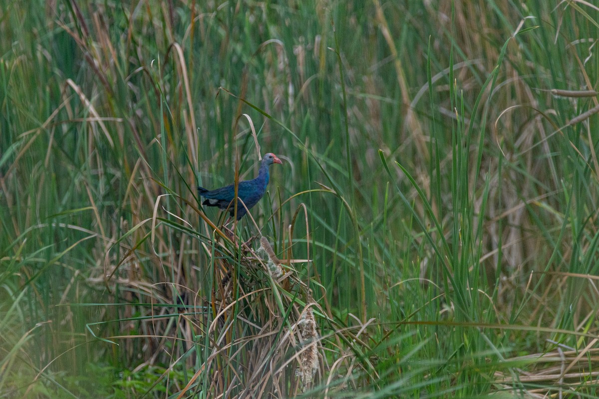 Gray-headed Swamphen - ML622963502