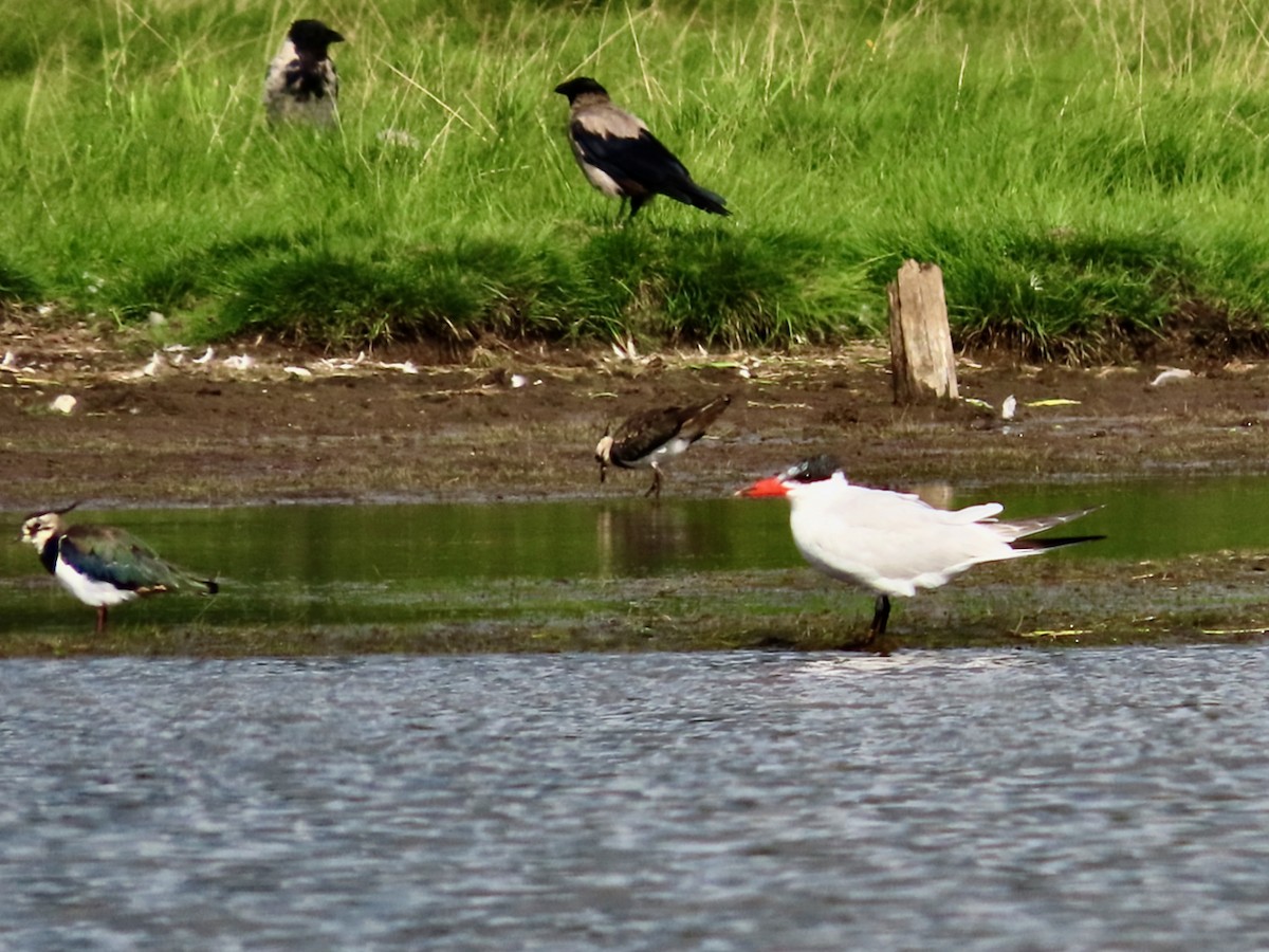 Caspian Tern - Erkki Lehtovirta