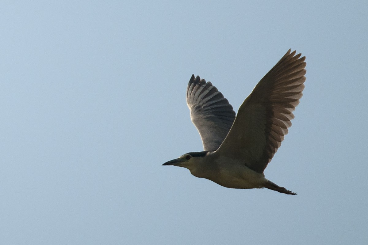 Black-crowned Night Heron - ML622963541